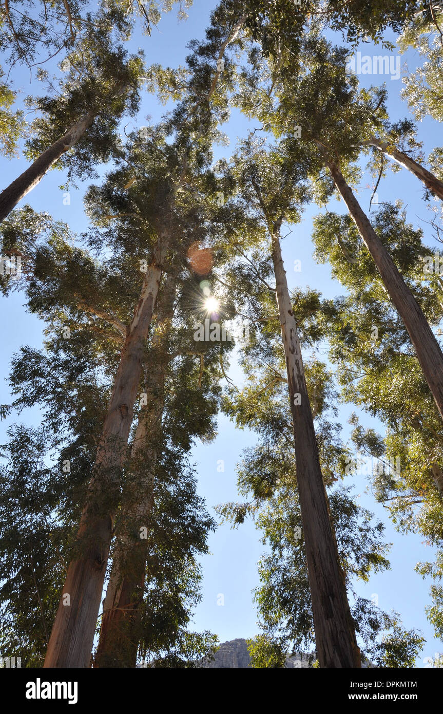 Trees with blue sky and sunshine and sun flare tree scape with green leaves Stock Photo