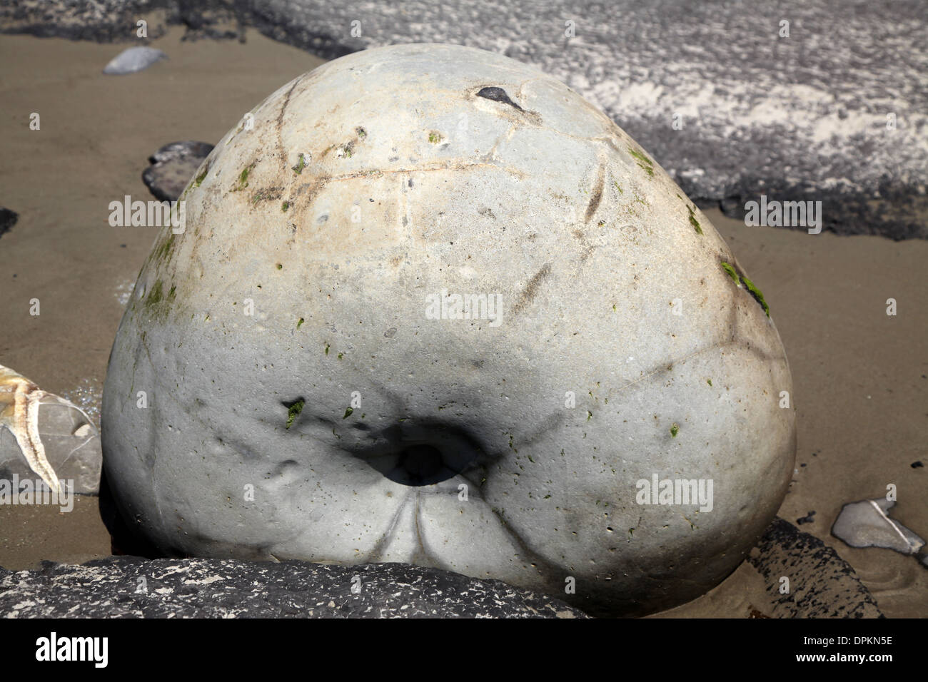One of the group of geological oddities left on a New Zealand beach, this particular boulder resembles a doughnut Stock Photo