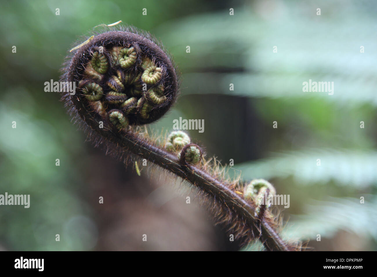 A delicately rolled fern emerging slowly from its wrapping Stock Photo