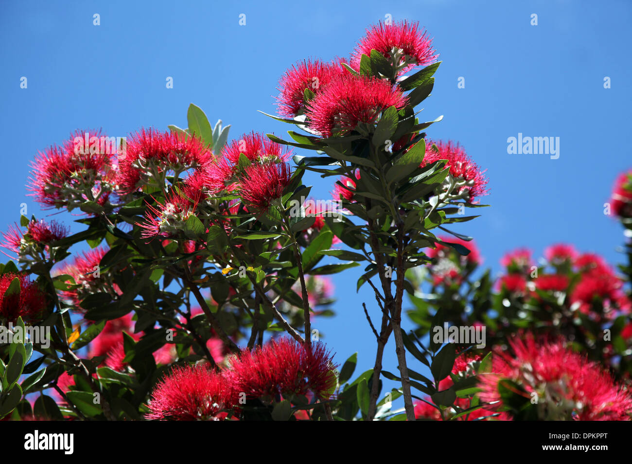 This tree and blossom is eagerly awaited in New Zealand where it blooms at Christmas. Here the scarlet blooms contrast with the Stock Photo