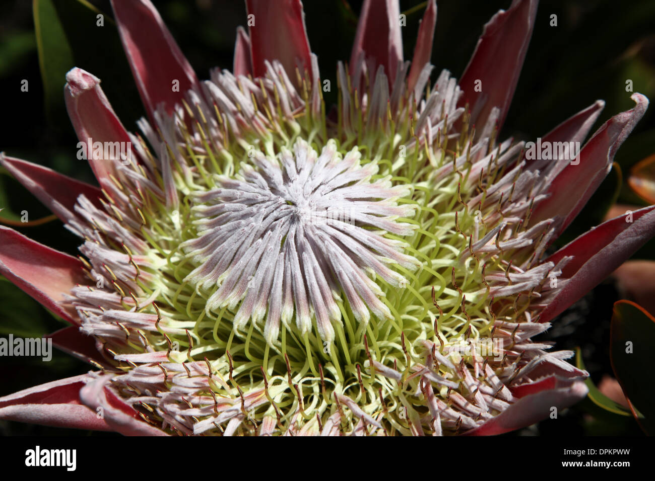 Close up of a proteas flower, not fully opened Stock Photo