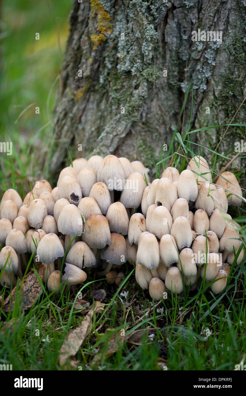 Ink Cap Mushroom Stock Photo