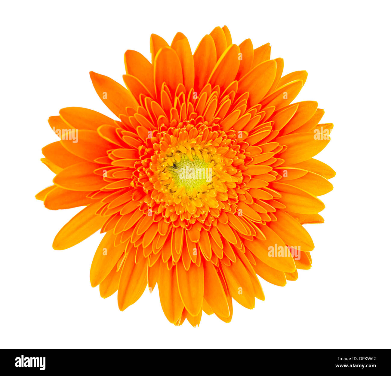 Gerber Daisy isolated on white background Stock Photo - Alamy