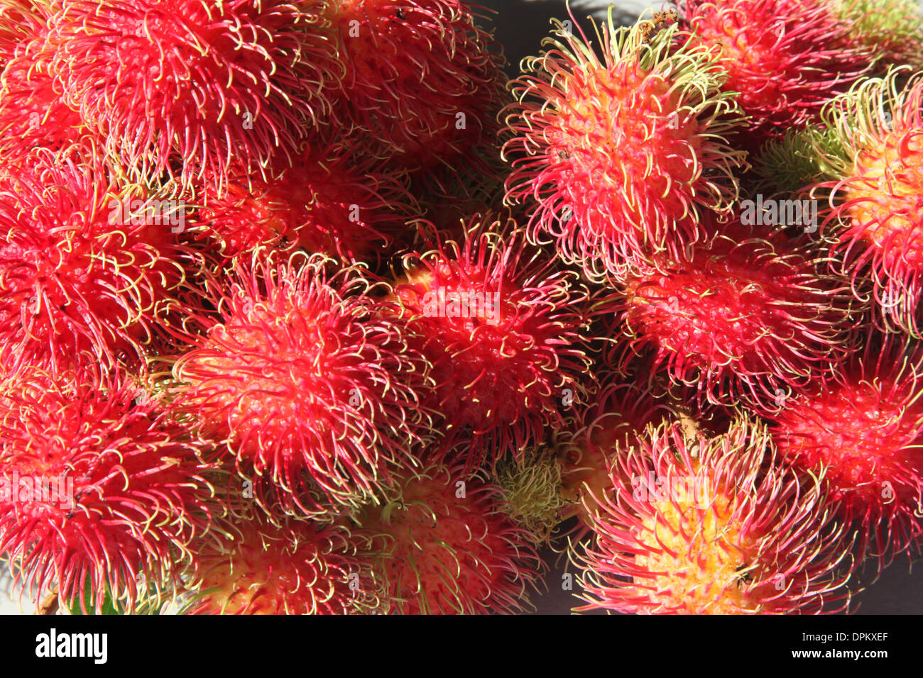 The hairy red and yellow Rambutan in close-up Stock Photo