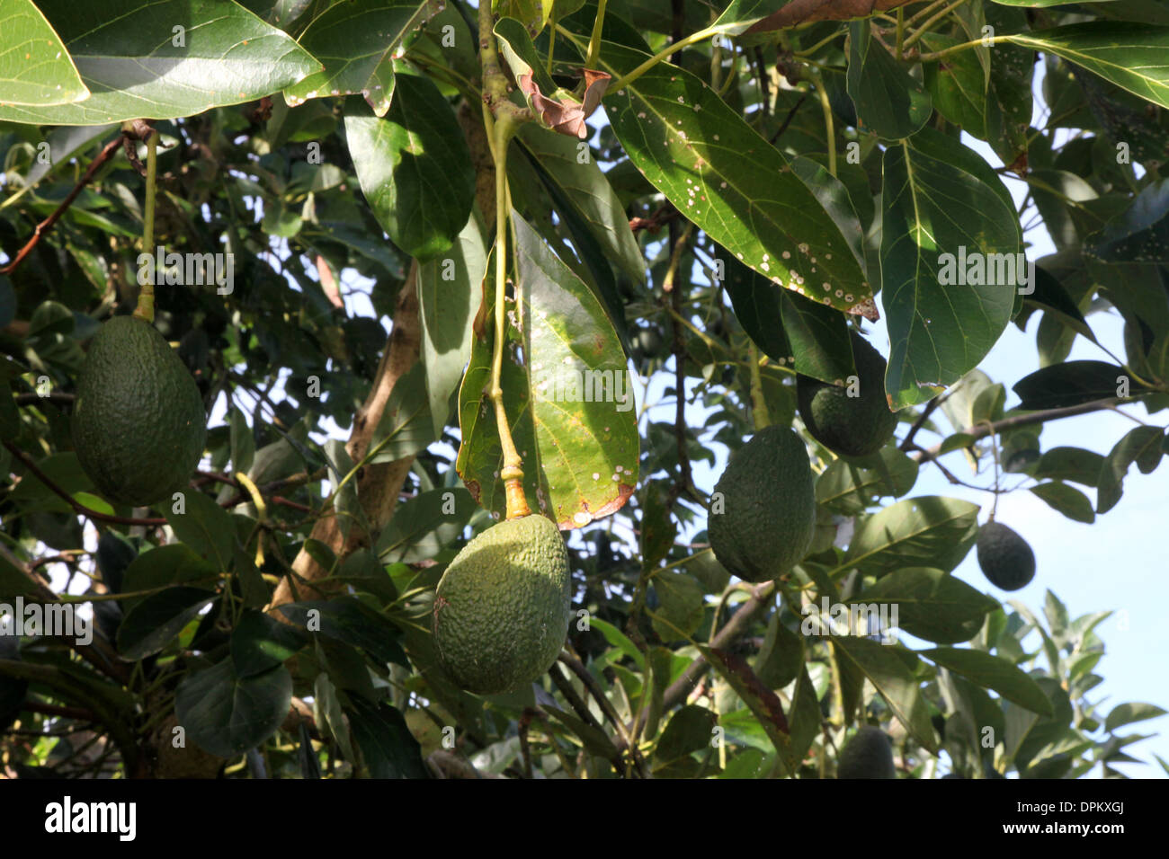 A full crop of green ripe Avocado fruit growing on a tree in Hawaii Stock Photo