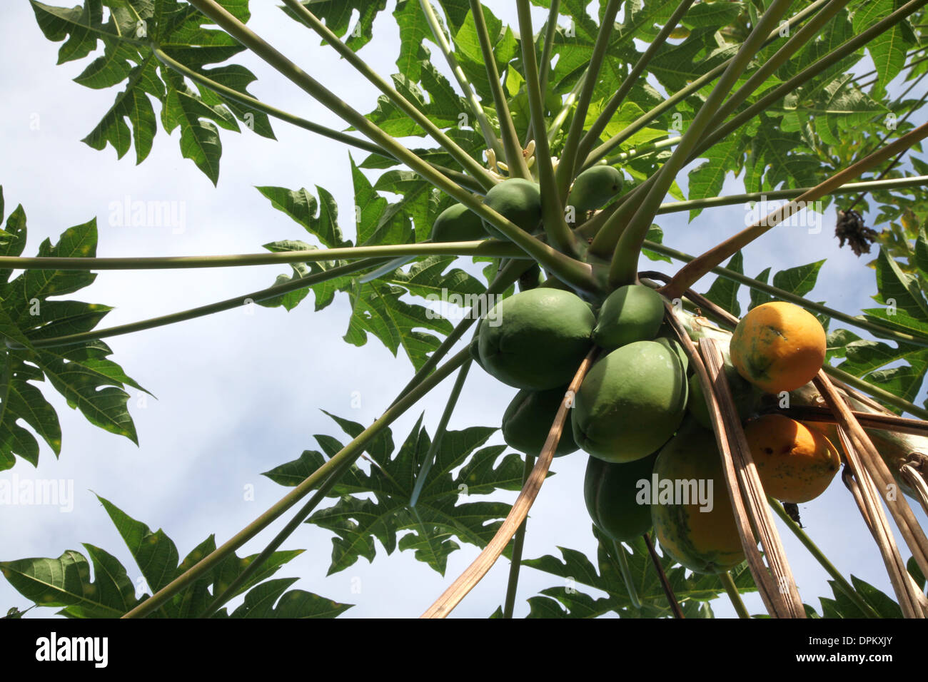 Green Papaya or pawpaw growing on a tree with some of the fruit turning