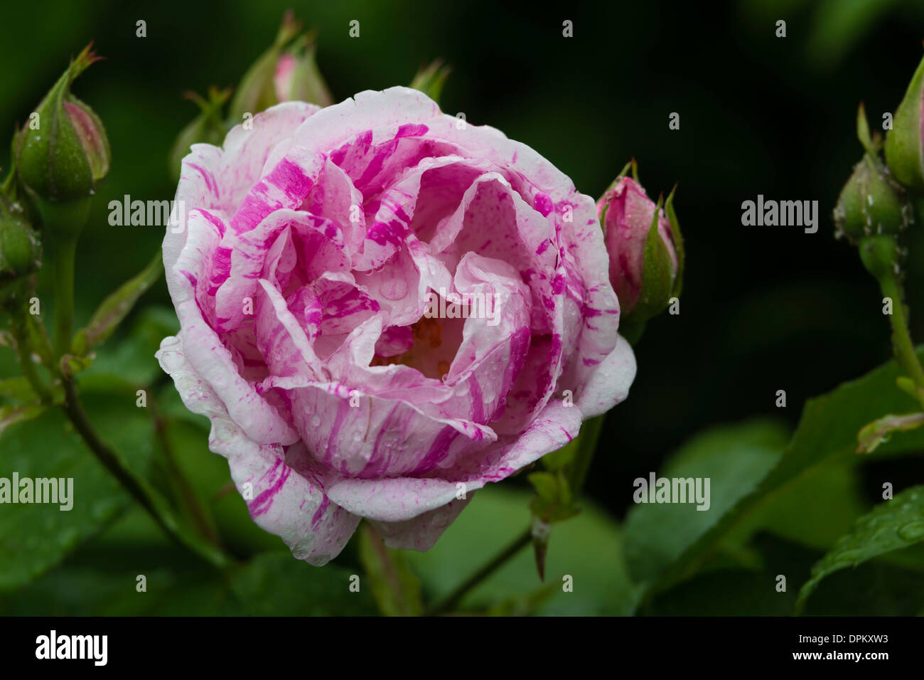 rose 'Honorine de Brabant' Stock Photo