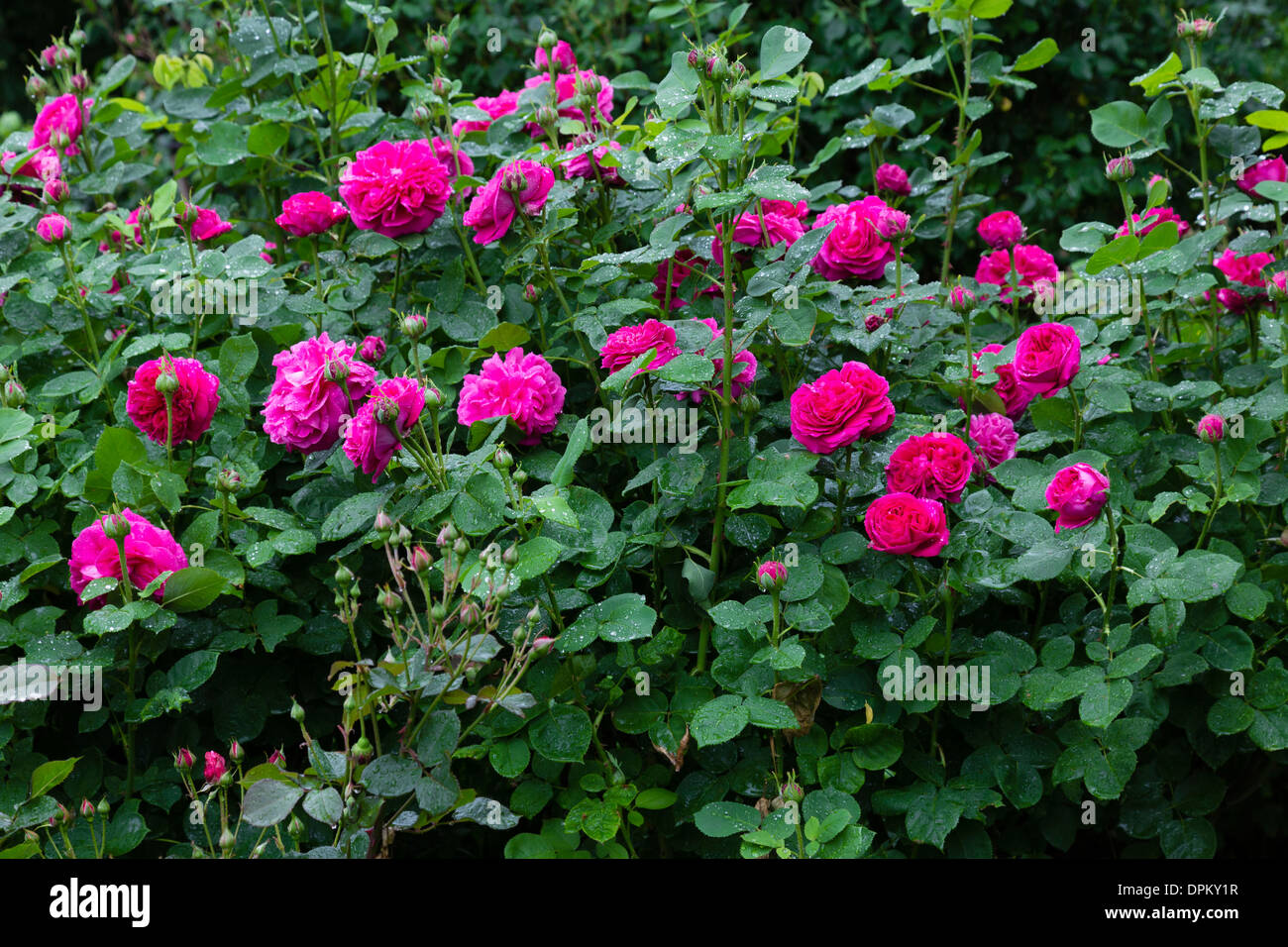 Roses 'Souvenir de Madame de Corval' Stock Photo
