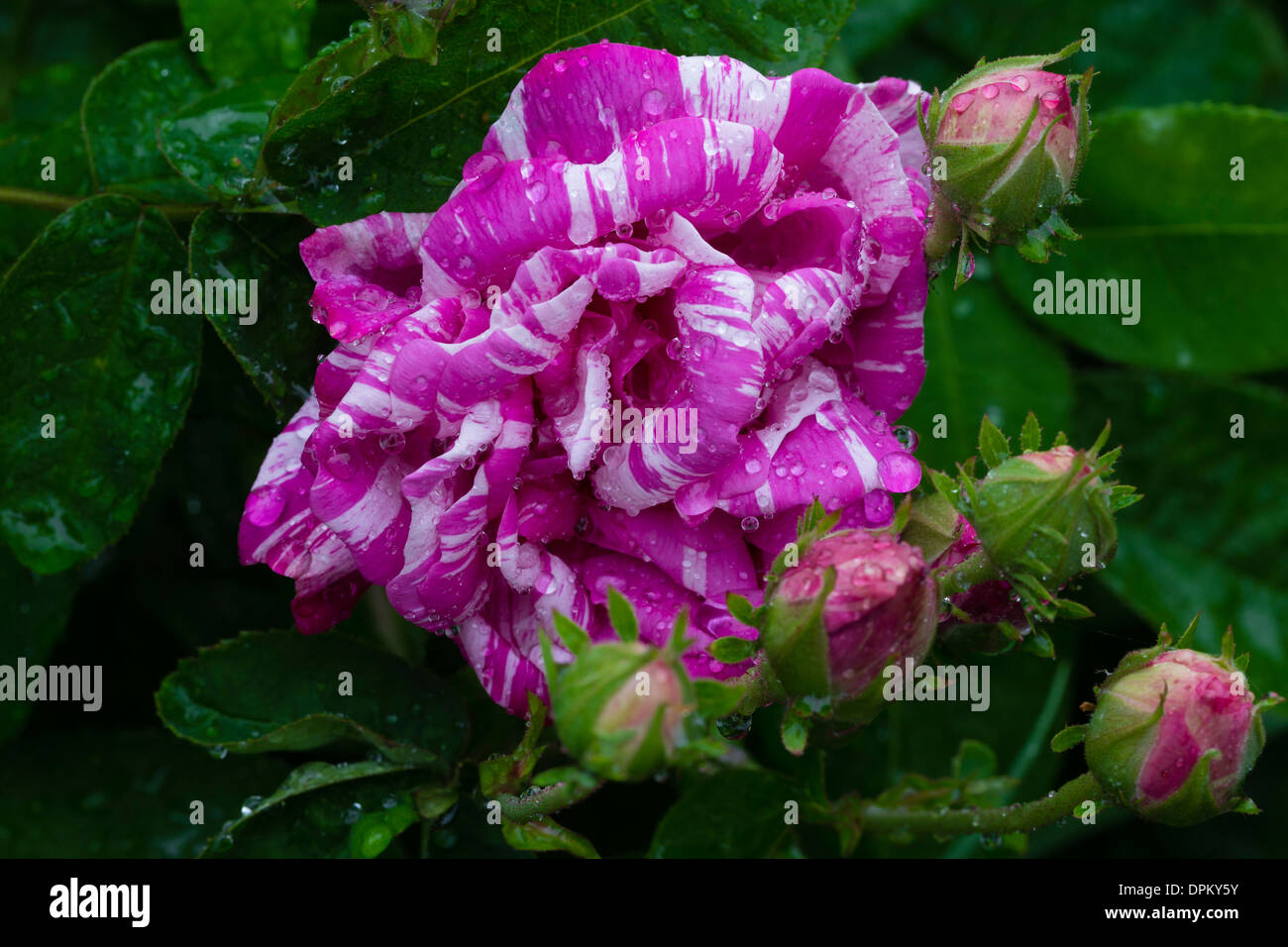 Camaieu hi-res stock photography and images - Alamy