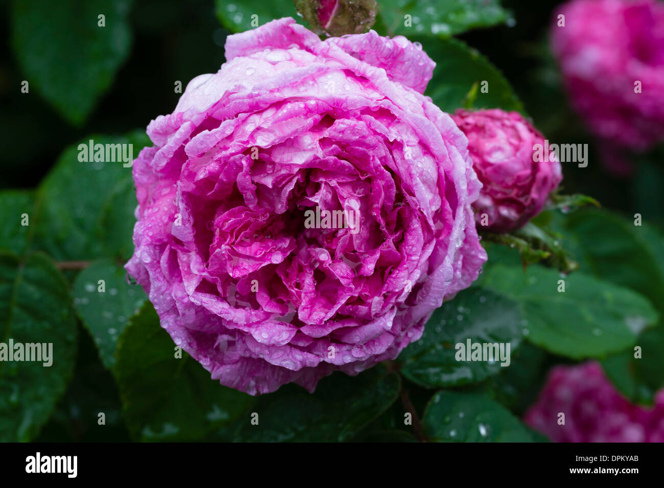 Rose 'Marie de Blois' Stock Photo