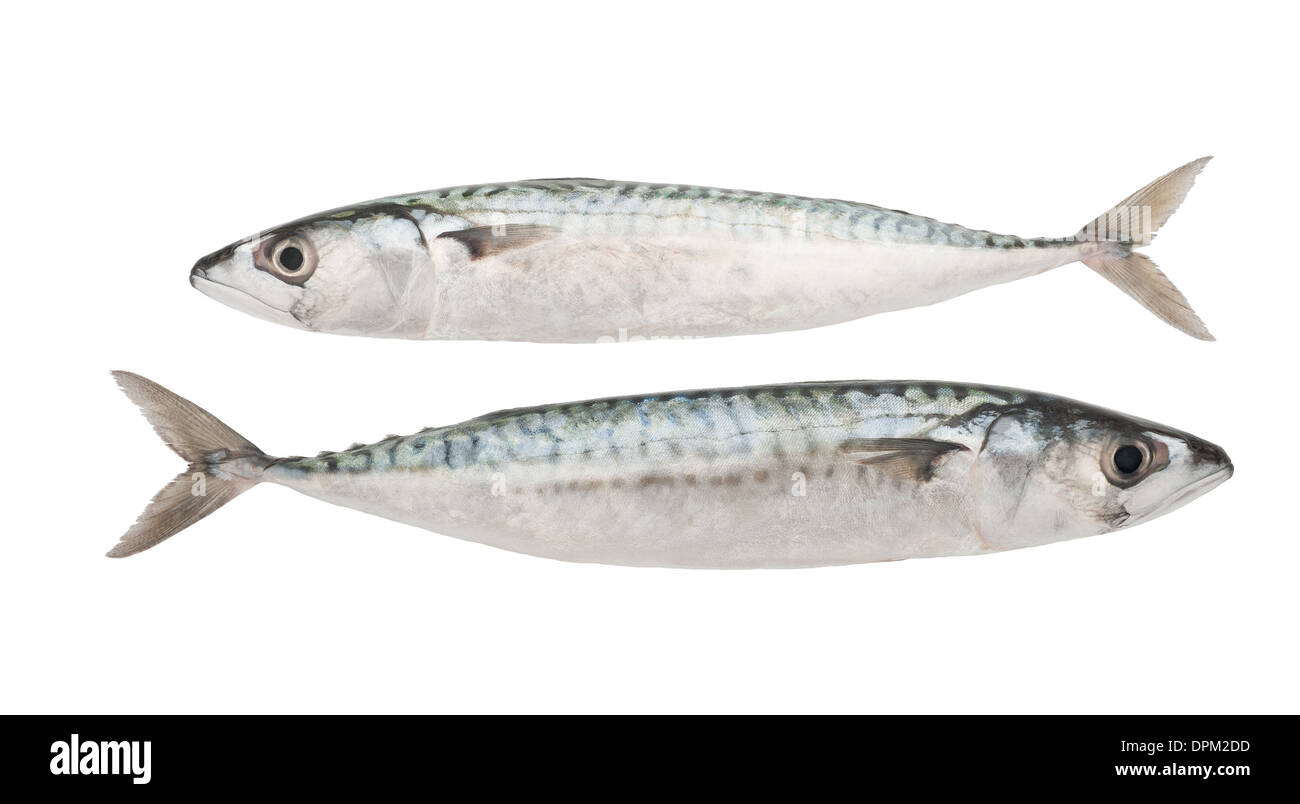 Two mackerel fish hi-res stock photography and images - Alamy