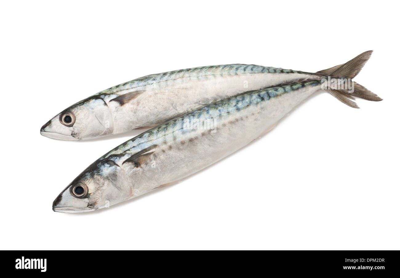 two mackerels isolated on white Stock Photo