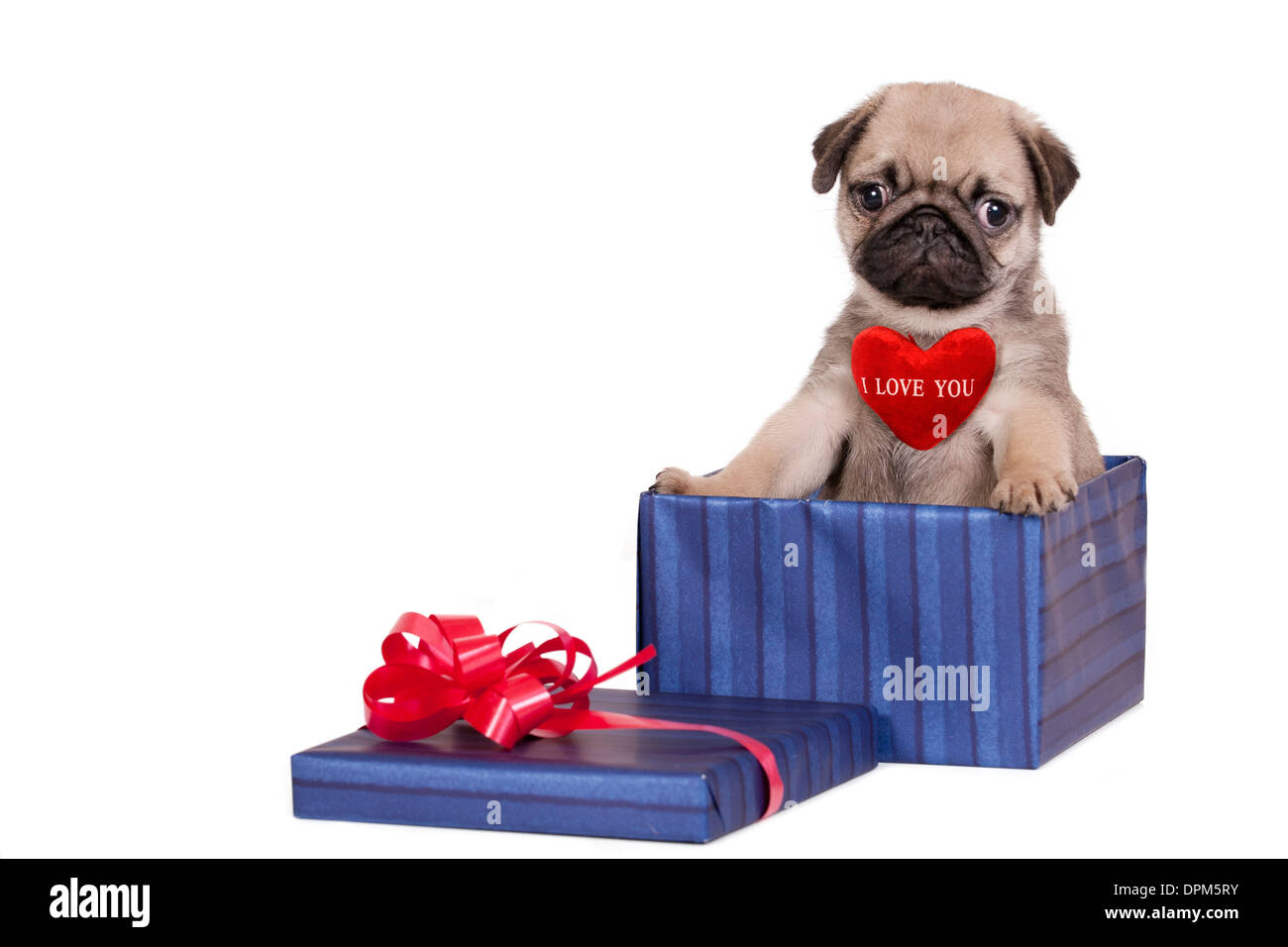 Pug puppy with sign 'I Love You' in a gift box.Isolated on white background with space for text. Stock Photo