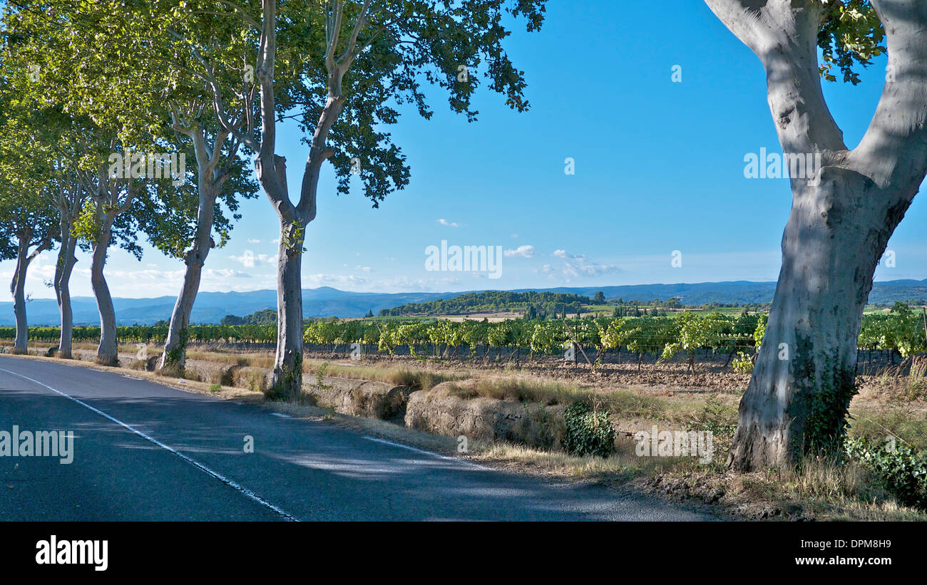 A view across sunny fields and vines to the Pyrenees with trees and a road in foreground near Olonzac in Southern France. Stock Photo