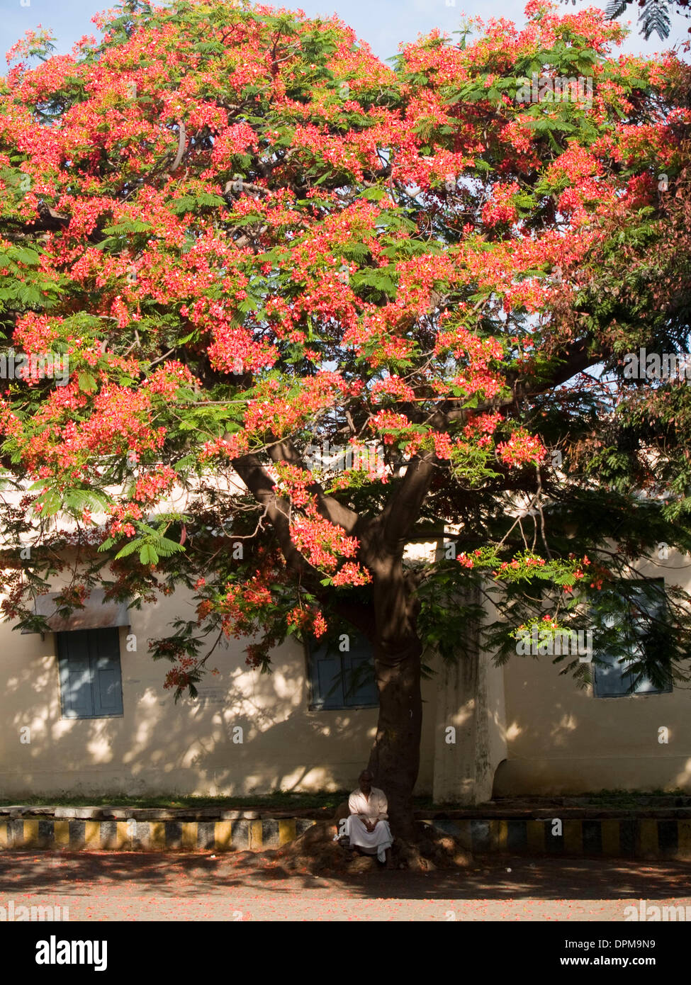Names Of Flowering Trees In Bangalore FLOWER GARDEN