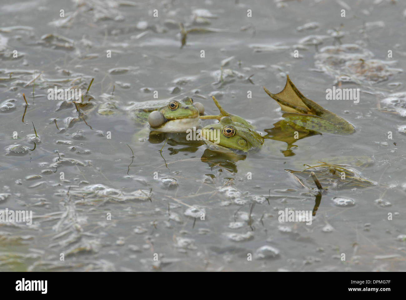 Marsh frog (Rana ridibunda). Two males competing for a female. The left hand frog is calling, the vocal sacs can be clearly seen Stock Photo