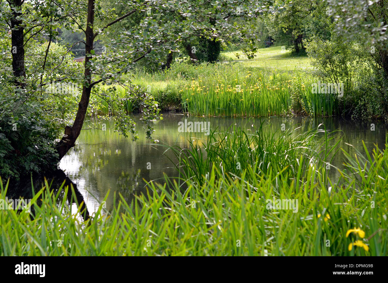 Pondside Reeds Pond with reeds hi-res stock photography and images - Alamy