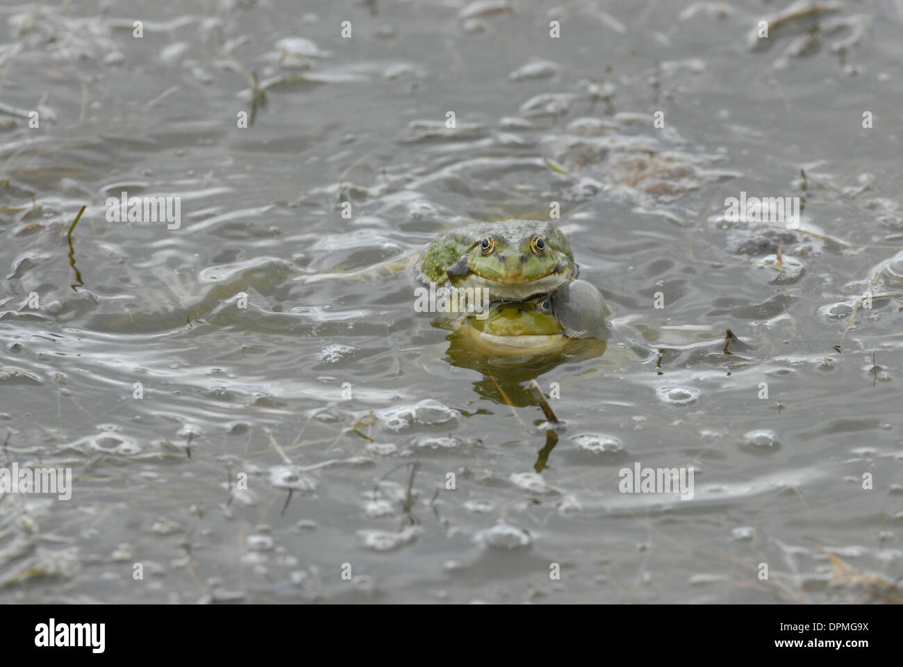 Marsh frog (Rana ridibunda). In a mating frenzy, one male has climbed on top of another male, which continues to call. Stock Photo