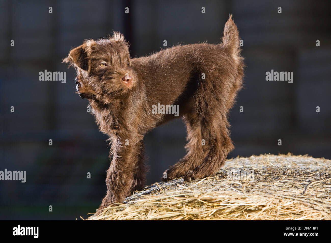 A 12 week old Chocolate Patterdale Terrier photographed on a bale of 