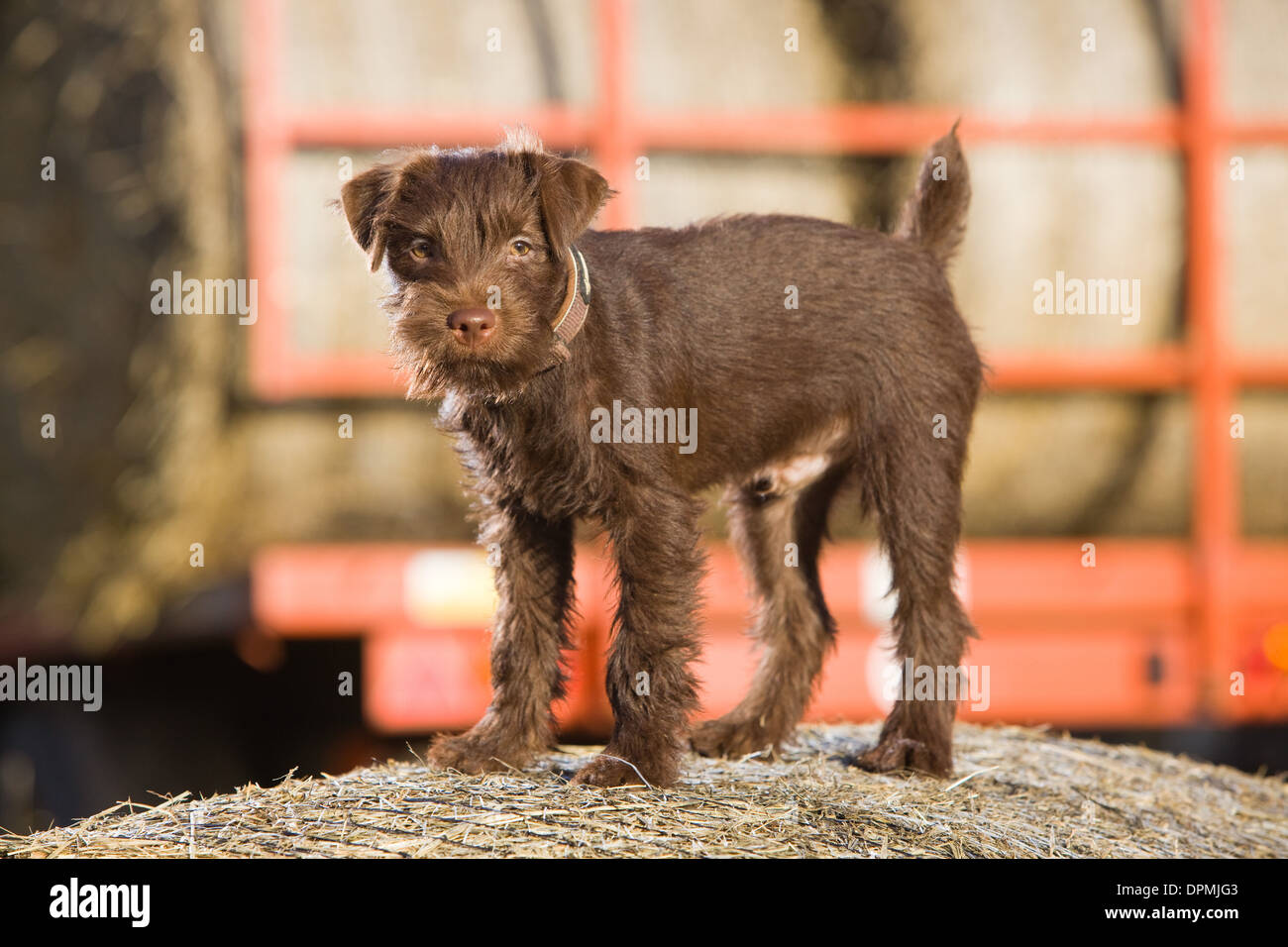 A 12 week old Chocolate Patterdale Terrier photographed on a bale