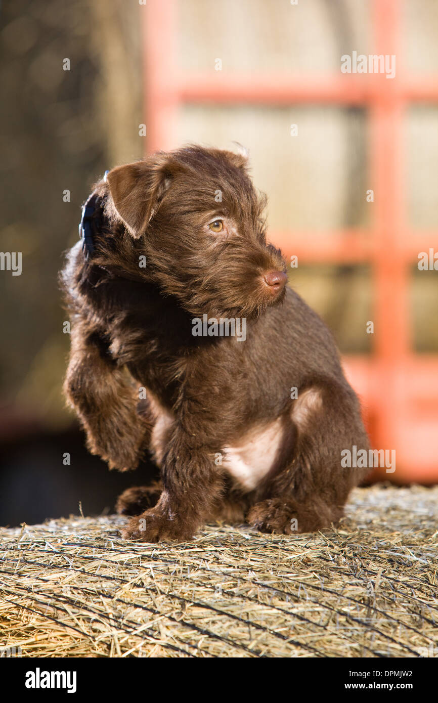 Chocolate patterdale on sale terrier