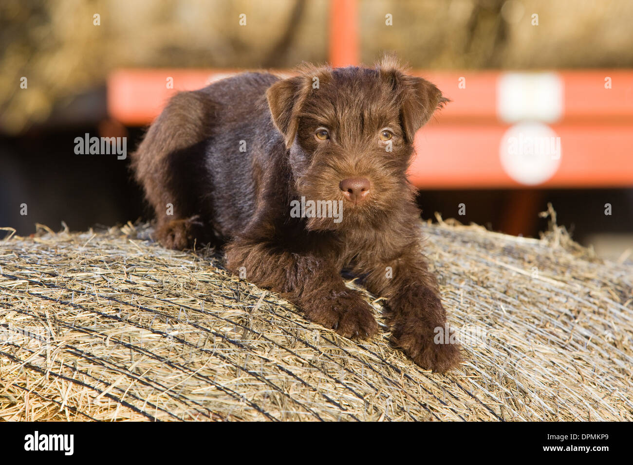 A 12 week old Chocolate Patterdale Terrier photographed on a bale of straw on a farm. Stock Photo