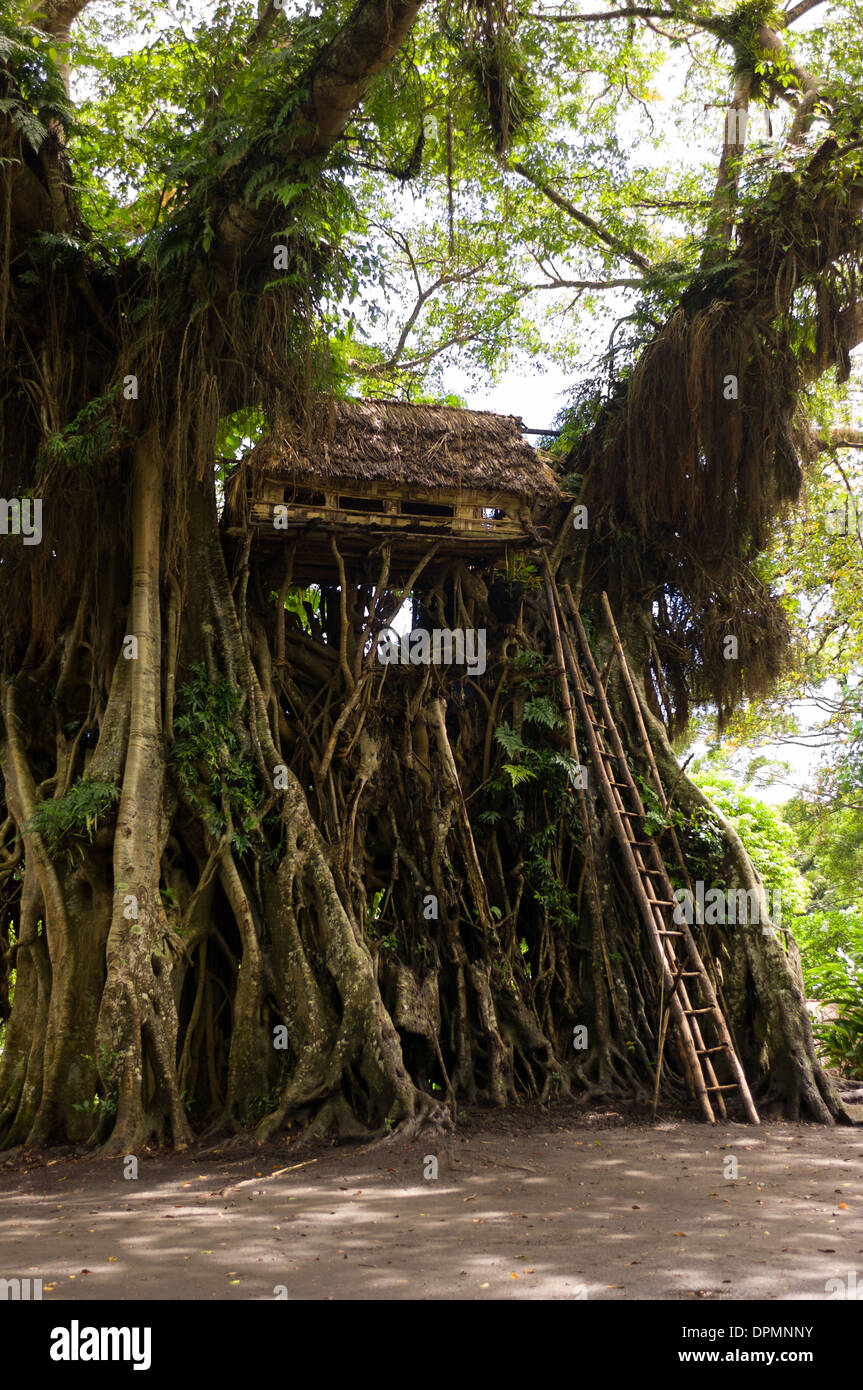 Treehouse in a Banyan tree at the Kastom (traditional culture) willage