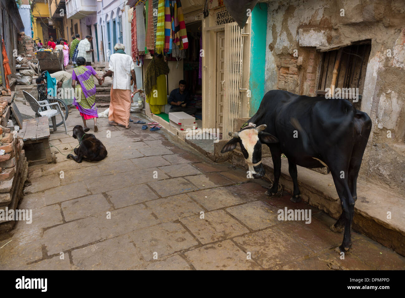 Cow in a crowded alleyway of the Old City of Varanasi, Uttar Pradesh, India Stock Photo