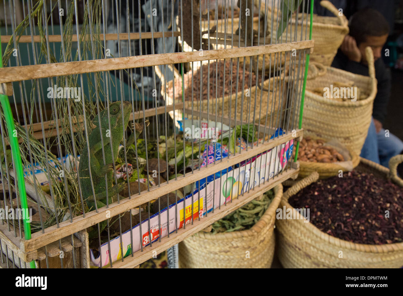 Common chameleon (Chamaeleo chamaeleon) in a cage in the Spice Market of the souk at Marrakech, Morocco Stock Photo