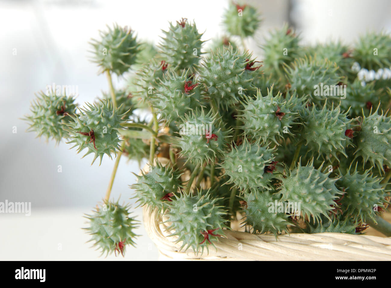 Castor bean poison of nature Stock Photo Alamy Castor bean poison of nature Stock Photo Alamy