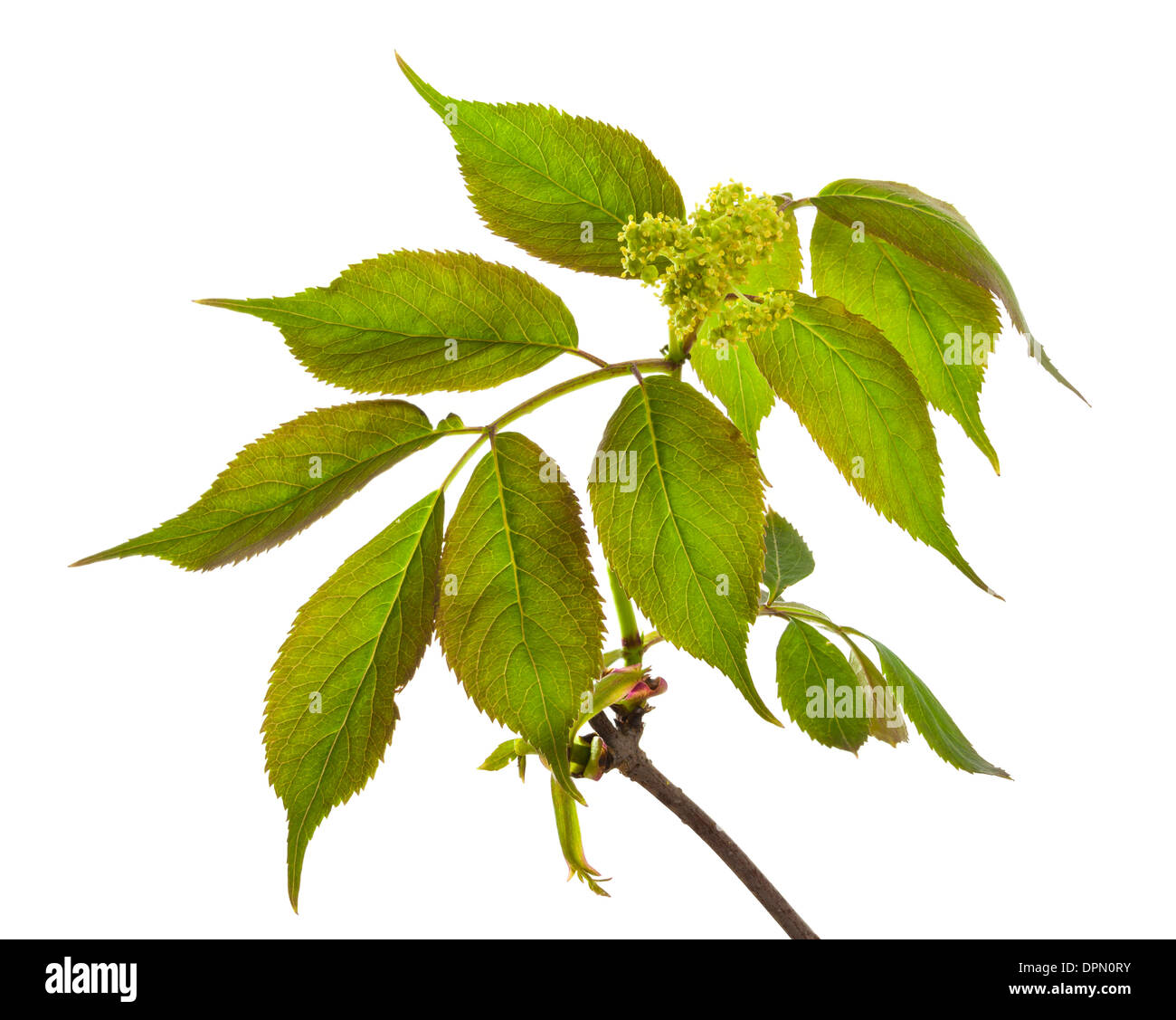 Red Elderberry isolated on a white background Stock Photo