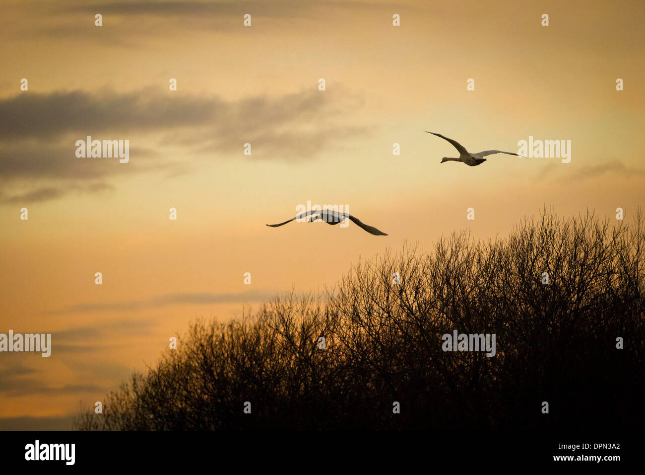 Two swans fly at sunrise on Christmas morning at Shapwick Heath, Somerset, 25 December 2013. Stock Photo