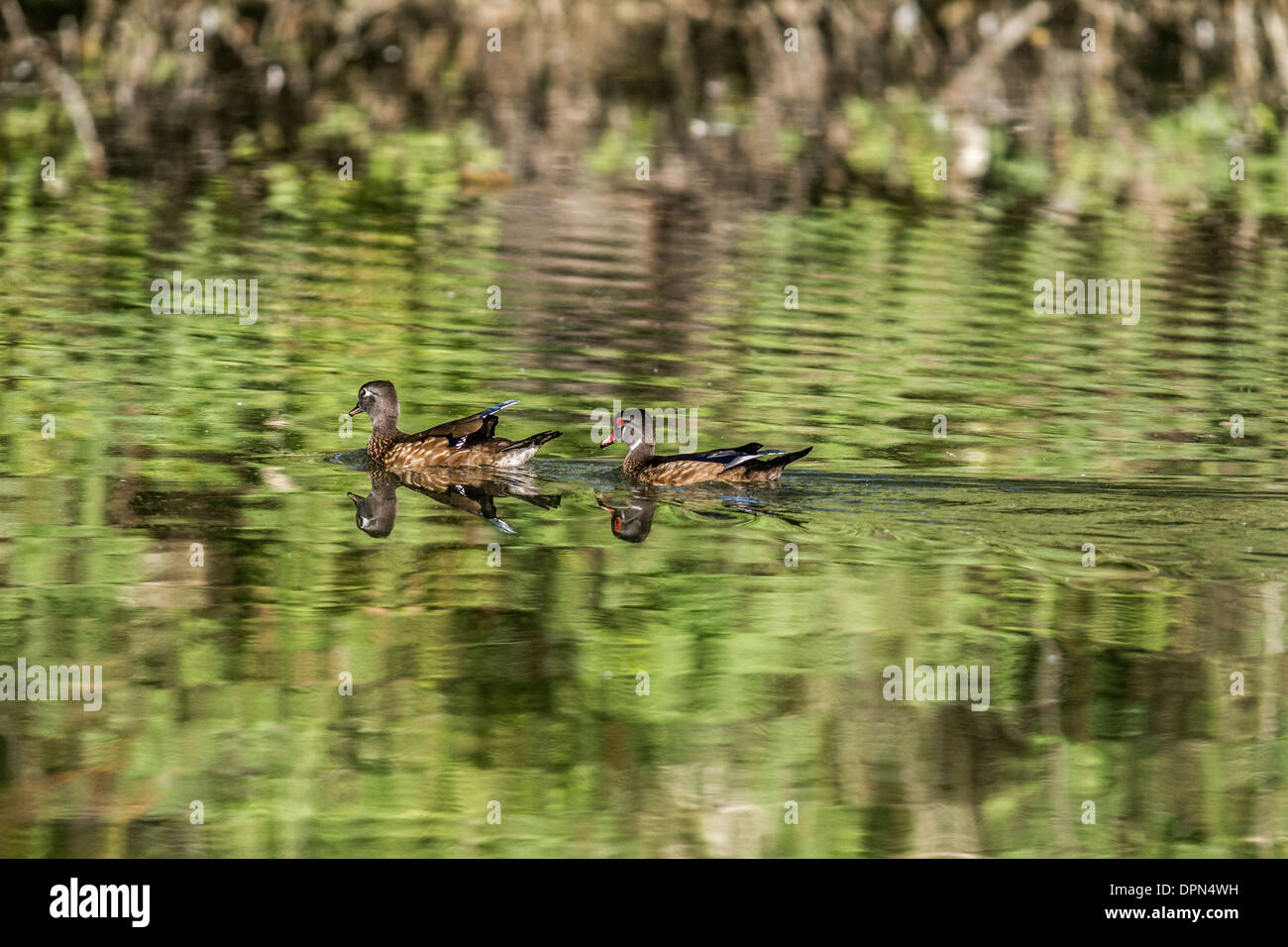 Wood Duck (Aix sponsa) Male and female wood duck, swimming showing there mirrored  reflections. Stock Photo