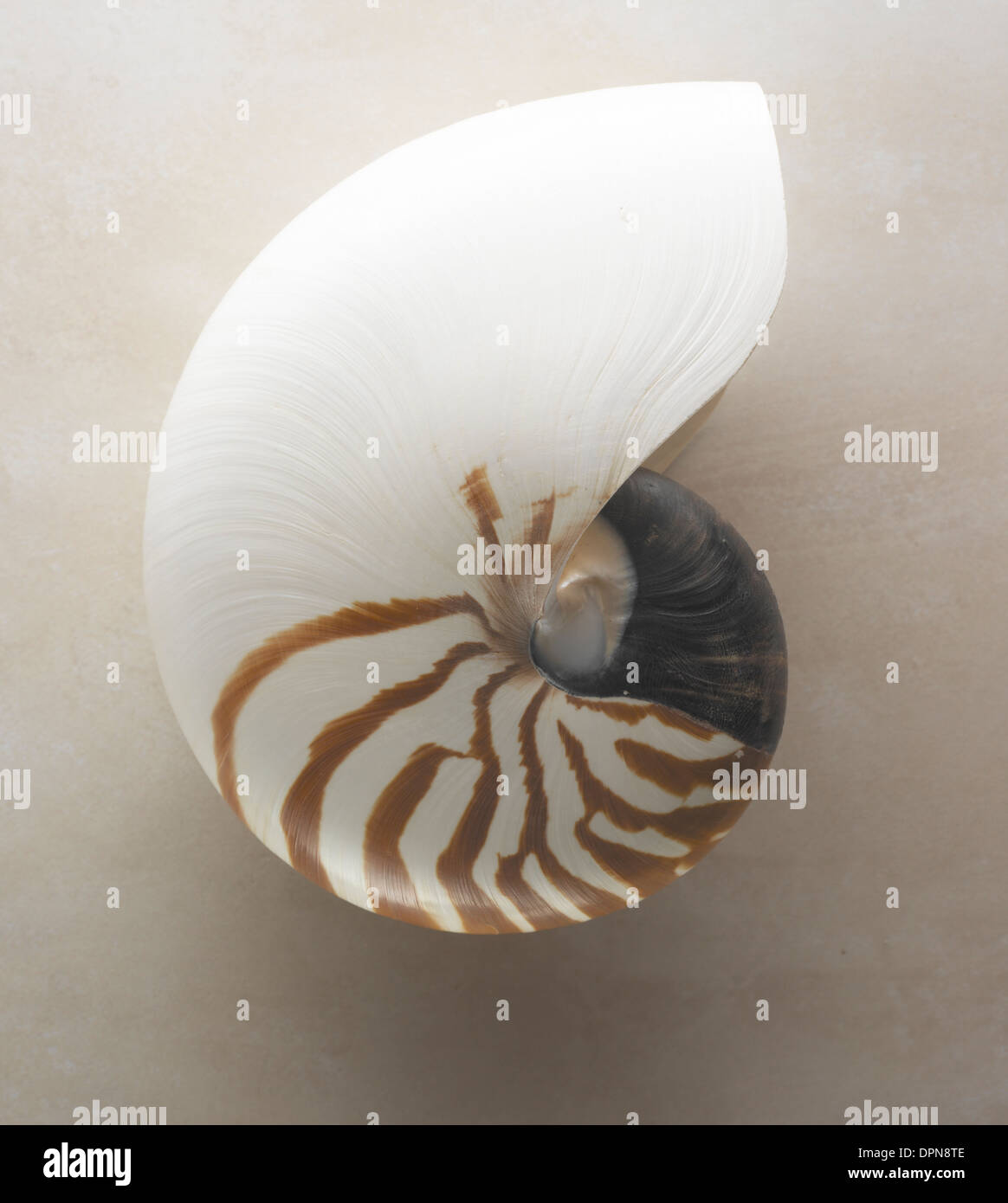 Sea Shells Stock Photo