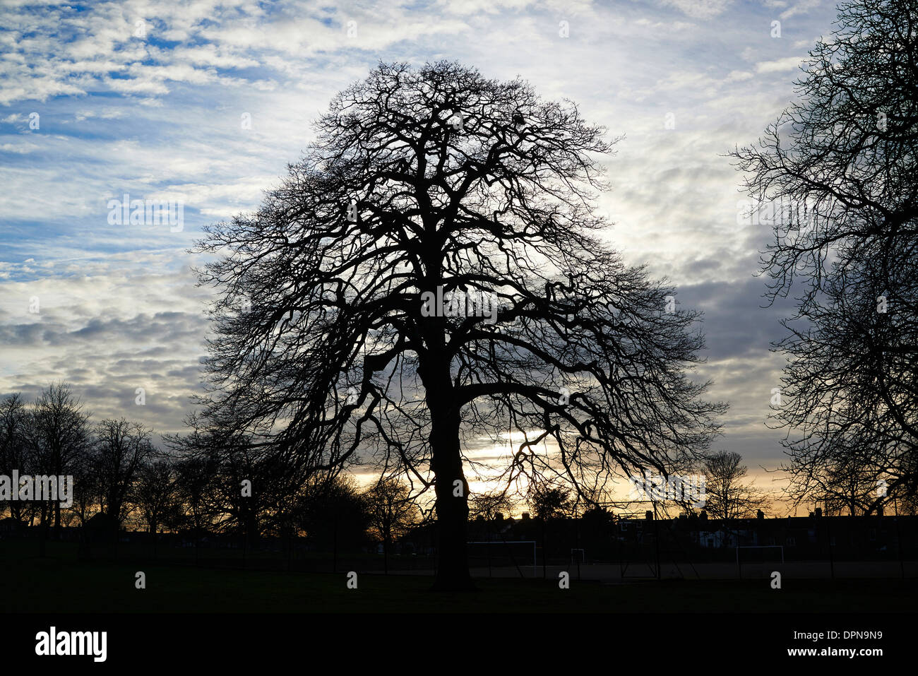 Sillouetted trees in Ruskin Park, Denmark Hill, Lambeth, London, UK Stock Photo