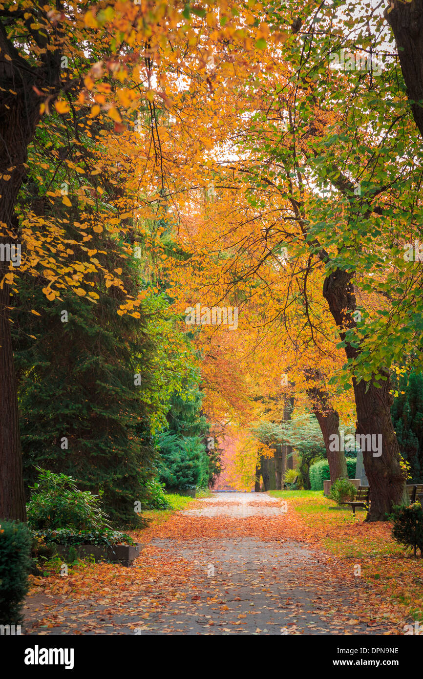 alley with different trees in autumn colors Stock Photo - Alamy