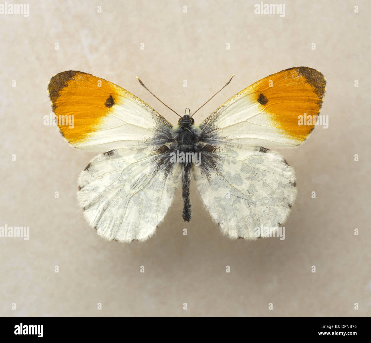 Orange Tip Butterfly Stock Photo