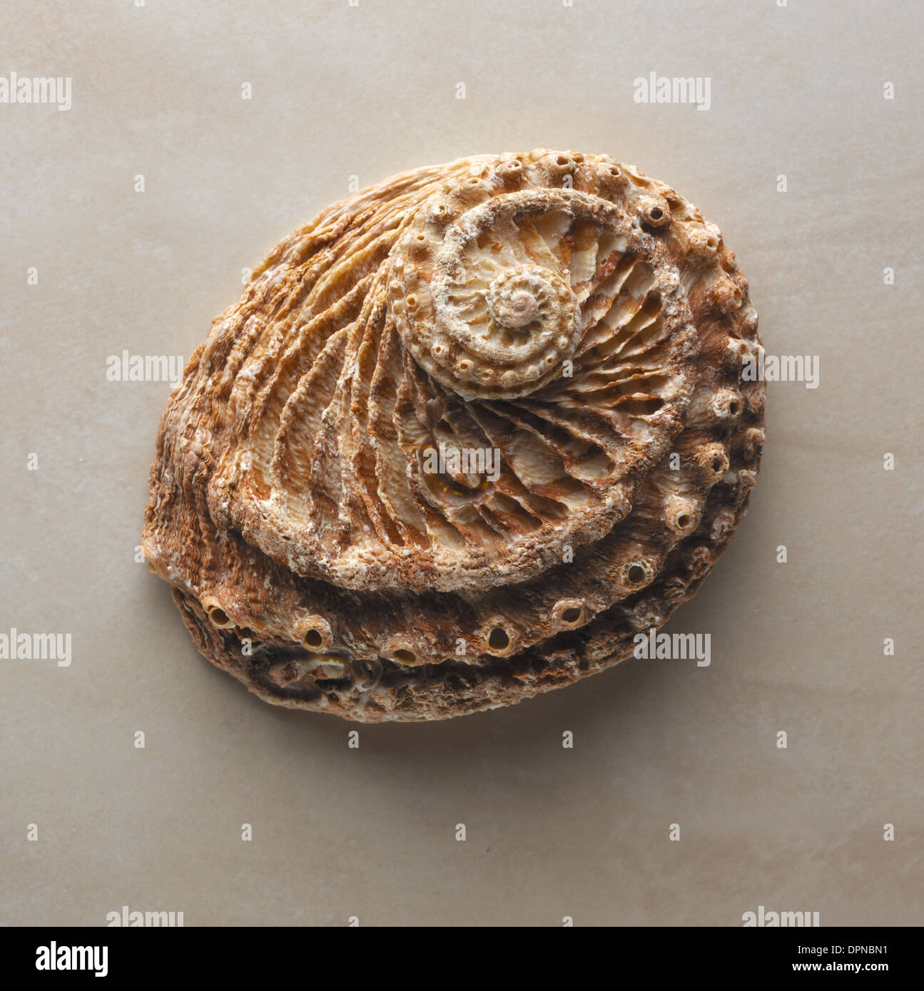 Fossils Stock Photo