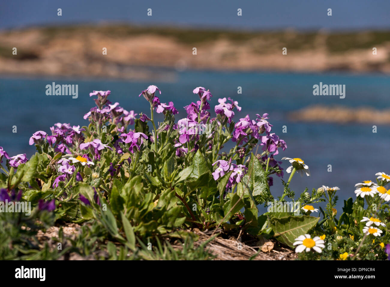 Three-horned stock, Matthiola tricuspidata in flower on the coast, Sinis, Sardinia, Italy. Stock Photo