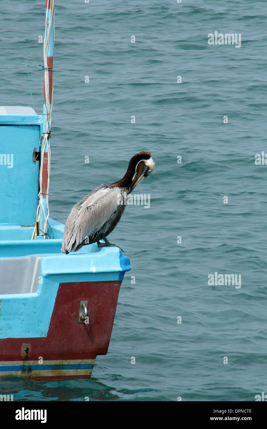 A brown pelican perched on the side of a boat in the Pacific Ocean in Puerto Lopez, Ecuador Stock Photo