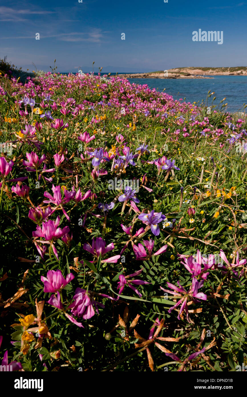 Clustered Sulla, Hedysarum glomeratum in flower on the Sinis peninsula, Sardinia, Italy. Stock Photo