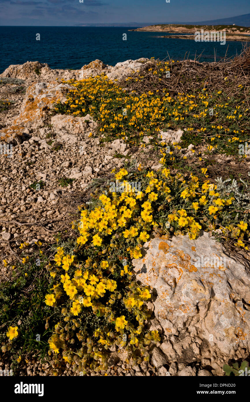 Cat's Head Rockrose, Helianthemum caput-felis on coastal rocks on the Sinis peninsula, Sardinia, Italy. Stock Photo
