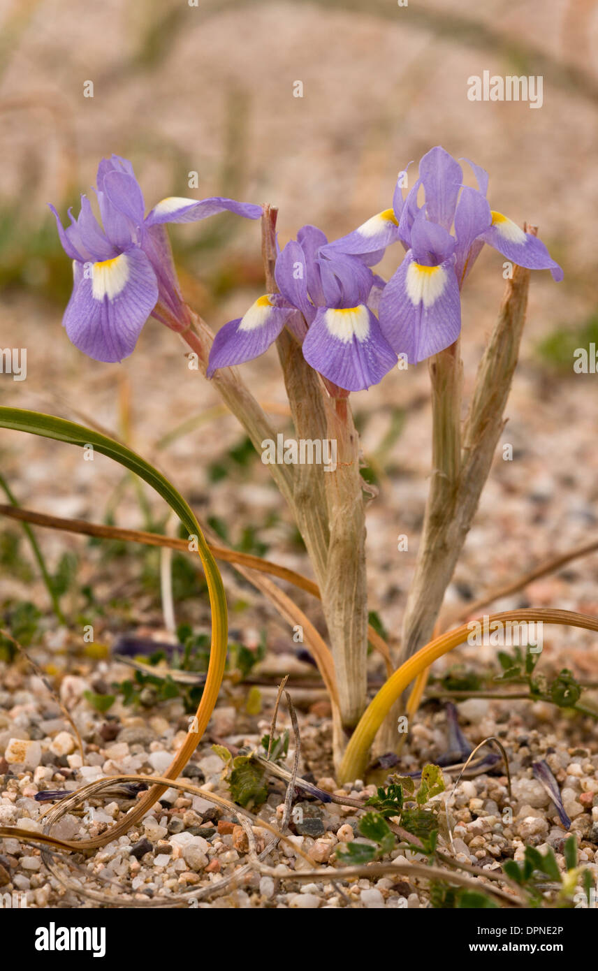 A dwarf Iris, Barbary Nut, Moraea sisyrinchium in flower in spring; Sardinia, Italy. Stock Photo