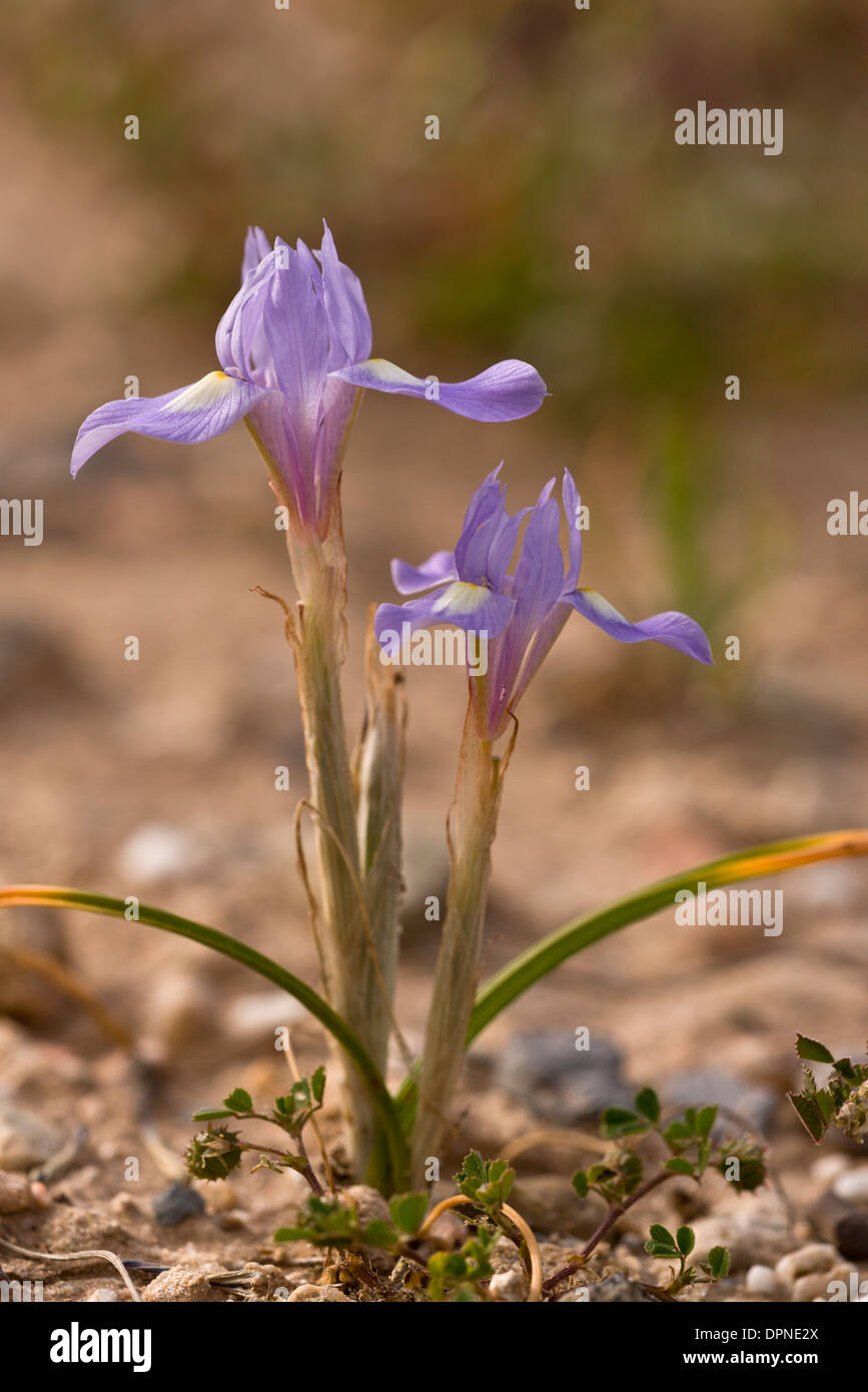 A dwarf Iris, Barbary Nut, Moraea sisyrinchium in flower in spring; Sardinia, Italy. Stock Photo