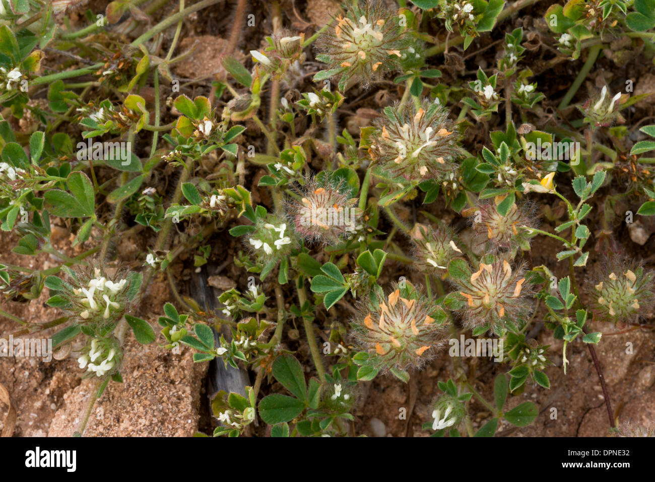 Southern Clover, Trifolium cherleri in flower on dunes, Sardinia. Italy. Stock Photo
