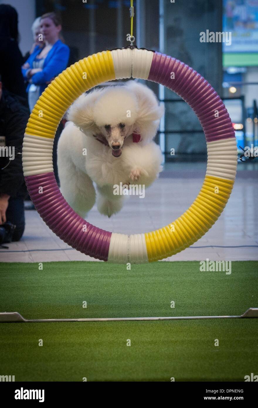 Manhattan, New York, USA. 15th Jan, 2014. Callia, a standard poodle, jumps though a hoop as Westminster Kennel Club introduce Agility competition and announce new breeds to be introduced at the 138th Annual Westminster Kennel Club Dog Show at a press conference and demonstration at Madison Square Garden, Wednesday, January 15, 2014. Credit:  Bryan Smith/ZUMAPRESS.com/Alamy Live News Stock Photo