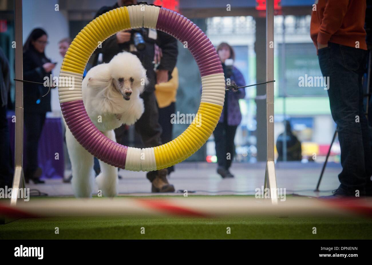 Manhattan, New York, USA. 15th Jan, 2014. Callia, a standard poodle, jumps though a hoop as Westminster Kennel Club introduce Agility competition and announce new breeds to be introduced at the 138th Annual Westminster Kennel Club Dog Show at a press conference and demonstration at Madison Square Garden, Wednesday, January 15, 2014. Credit:  Bryan Smith/ZUMAPRESS.com/Alamy Live News Stock Photo