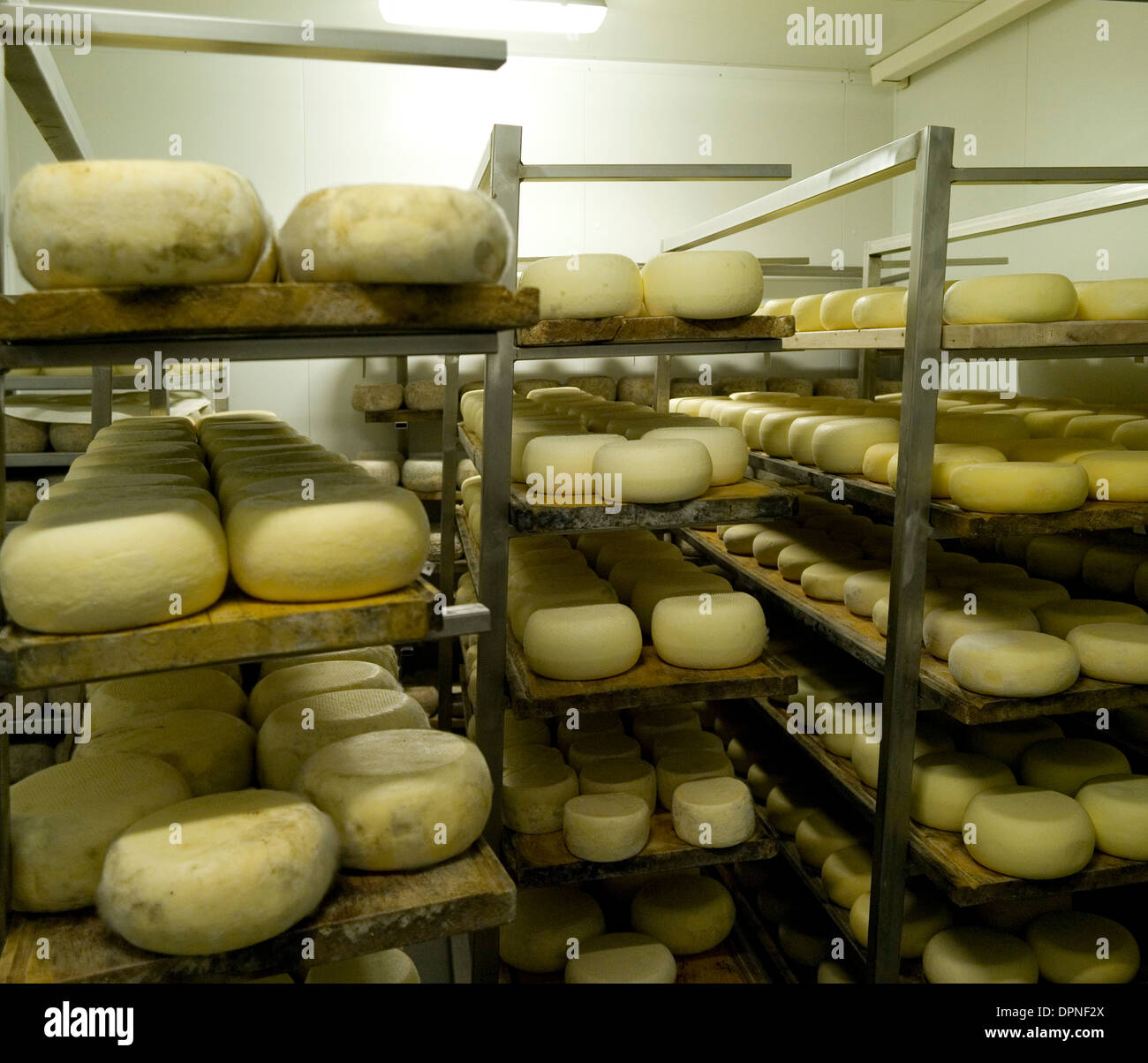 Organic ricotta cheese production, in Casalfiumanese, in the Santerno
