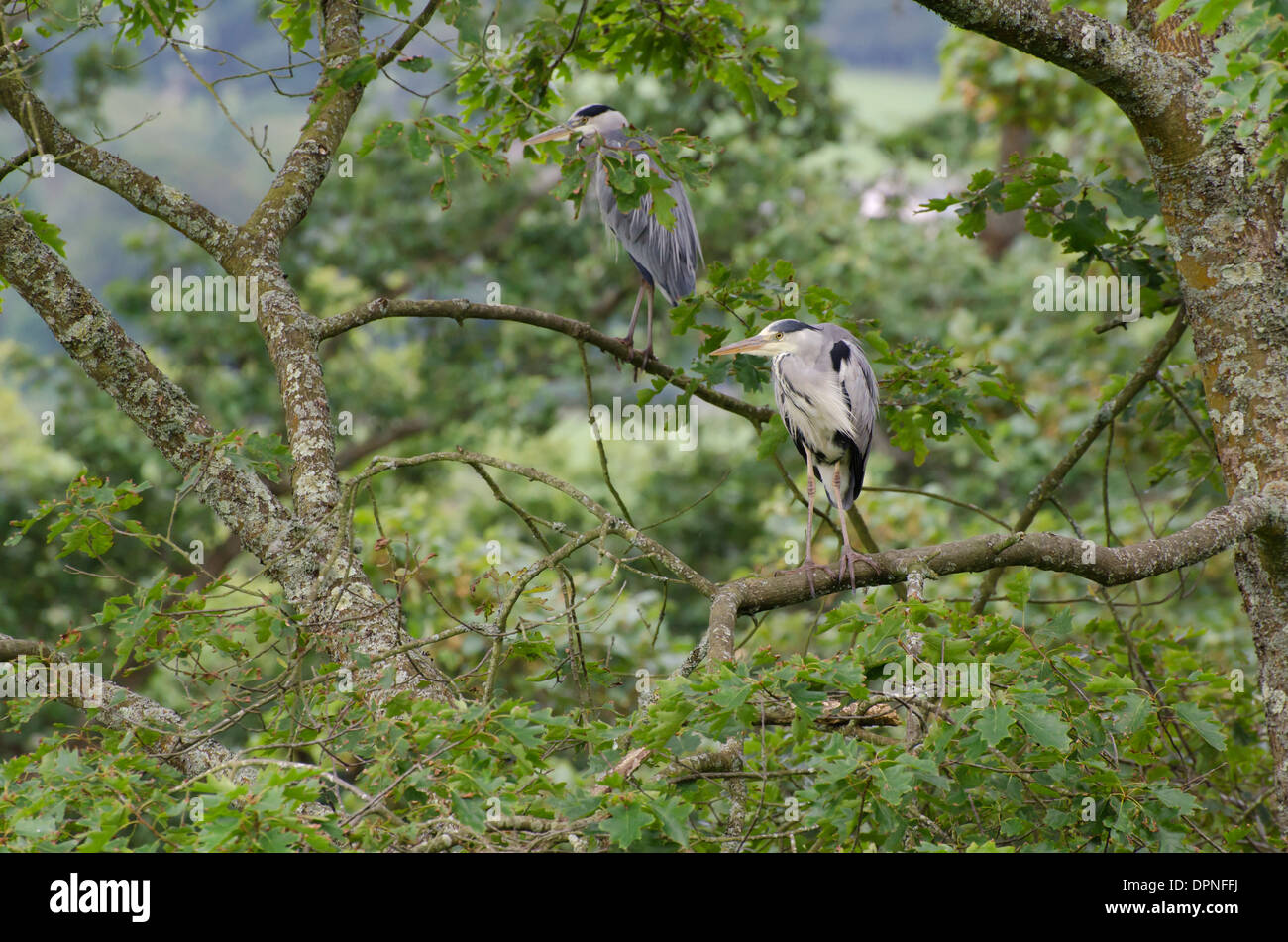 Two Grey Herons waiting to be fed at Muncaster Castle, Cumbria, England, UK Stock Photo