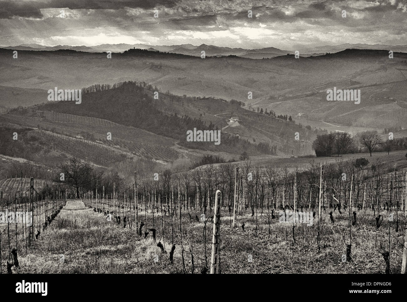 Ancarini Apennine vineyard Passito wine vineyard on the Strada dei Vini e Sapori Wine route in Emilia Romagna Stock Photo